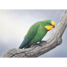 WATERMARK GREETING CARD SUPERB PARROT